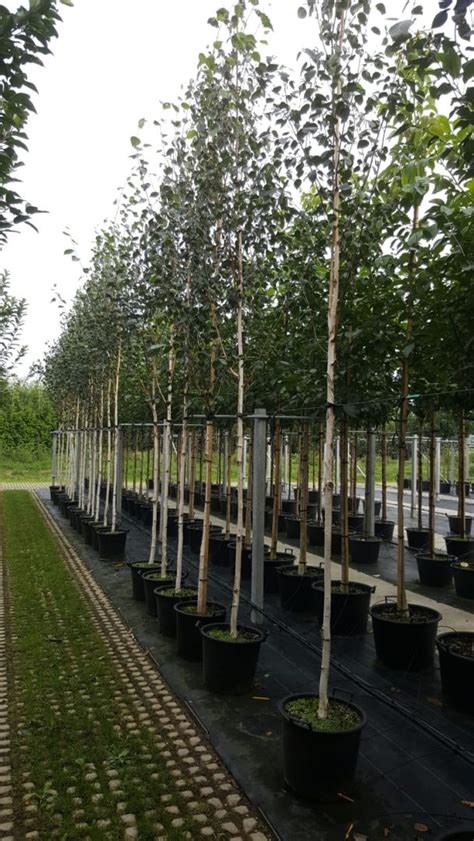 Living Plants Exterior Trees Hedges Betula Utilis Doorenbos