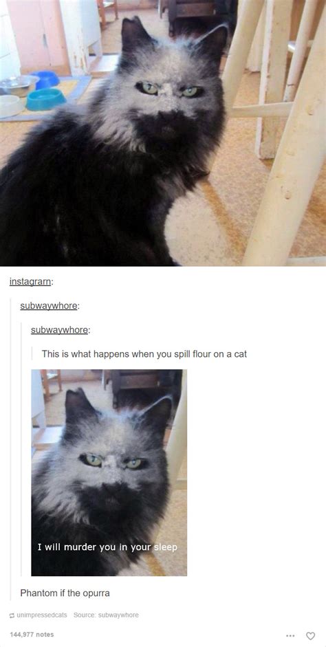 20 Cat Posts On Tumblr That Are Impossible Not To Laugh At Bored Panda