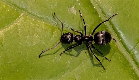 Silky Field Ant Firmica Subsericea David Rosenthal Flickr