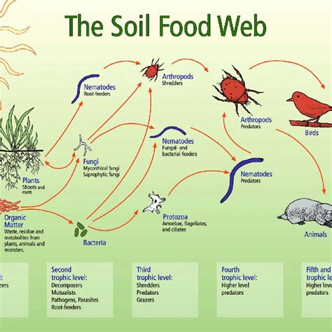 The Soil Food Web Describing The Various Feeding Relationships Of The