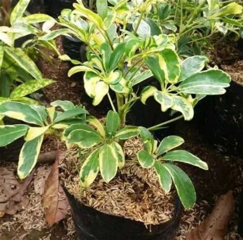 Jual Tanaman Hias Schefflera Atau Walisongo Wali Songo Variegata Pot