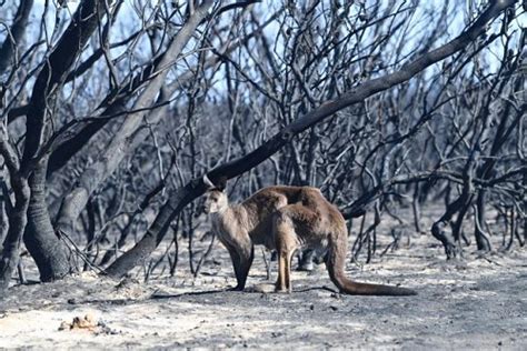 Mil millones de animales bajo fuego en Australia cómo mueren y cuáles