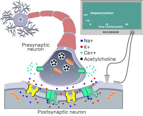 Cholinergic synapse: events and interactive diagram | GetBodySmart