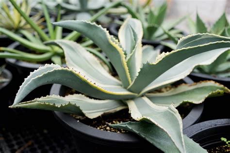 Комнатная агава — фаворитка среди суккулентов. Уход в домашних условиях ...