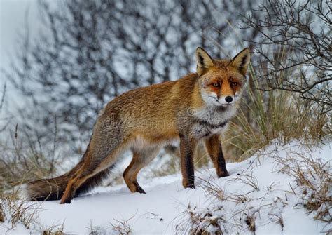 狐狸红色雪 库存图片 图片 包括有 使用 克莱 热心者 本质 狐狸 少许 野兽 幼崽 查找 23385687