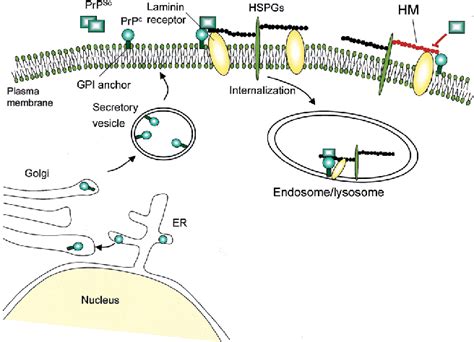 Figure From The Kda Kda Laminin Receptor Acts As A Receptor For