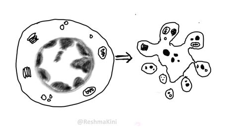 Apoptosis Pathology Made Simple