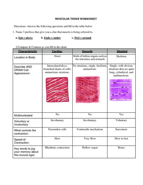 Solution Muscle Tissue Worksheet With Answers Studypool Worksheets