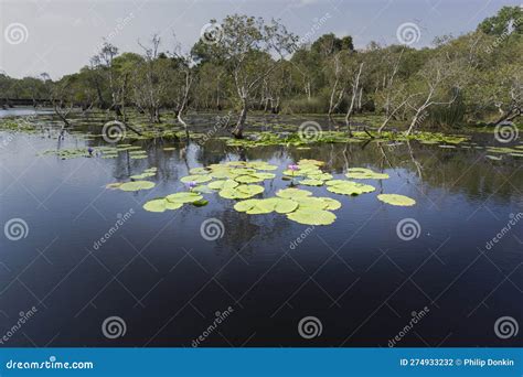 Wetlands Natural Nature Reserves Tropical Wetland Areas with Native ...