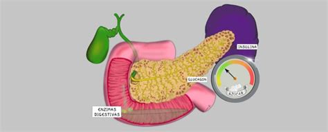 anatomia y funcion del pancreas Blog de Cirugía del Páncreas Blog de