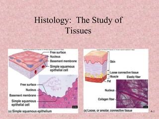 Histology: Tissues | PPT