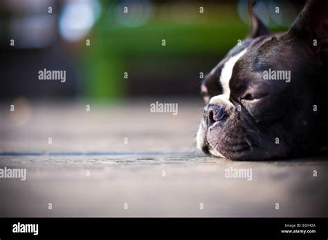 Sleeping Boston Terrier dog Stock Photo - Alamy