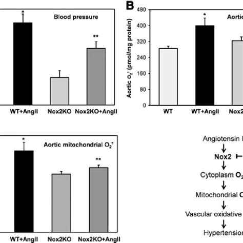 Nox2 And Reverse Electron Transfer In AngIIinduced Production Of