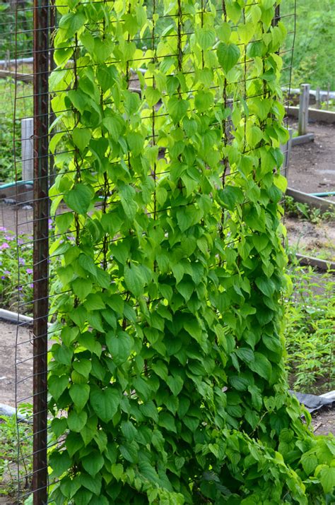 Dioscorea villosa Wild Yam | Prairie Moon Nursery