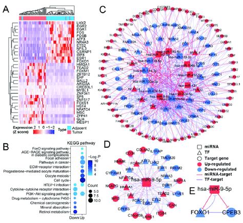 The Mirna Tf Gene Regulatory Network And Hub Nodes In Hcc A Heatmap