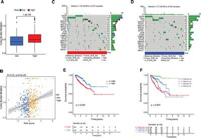 Frontiers Development And Validation Of A Tumor Immune Cell