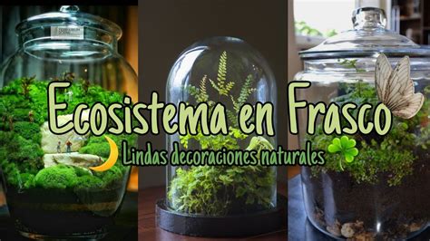 Como Hacer Un Mini Ecosistema En Frasco O Botella Para Decorar Tu