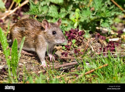 Standing Rat Hi Res Stock Photography And Images Alamy