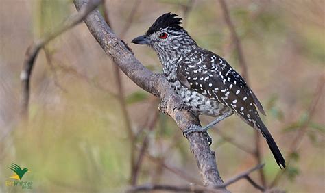 Thamnophilus Capistratus Choca Barrada Do Nordeste Flickr