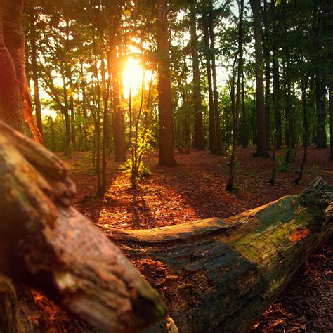 Fotos gratis paisaje árbol naturaleza bosque desierto rama