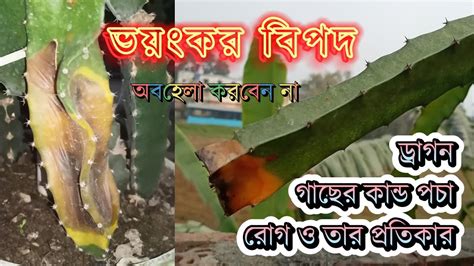 Dragon Fol Gacher Kando Pocha Rog ড্রাগন গাছের কান্ড পচা রোগ। Fungal