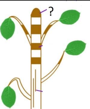 Identication Of Meristematic Simple And Complex Permanent Tissue