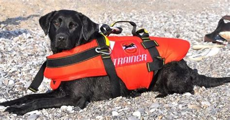 Cane Eroe Ha Salvato Persone In Mare Flash Morto