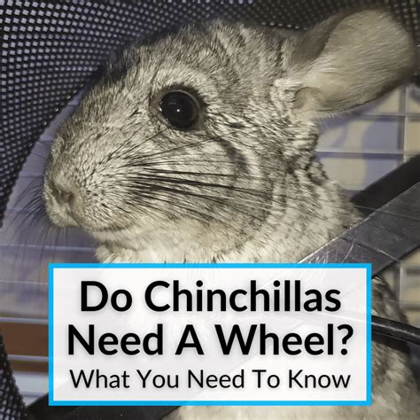 Do Chinchillas Need A Wheel What You Need To Know