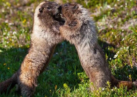 Marmot Behavior - AnimalBehaviorCorner