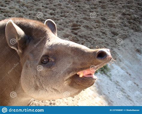 Tapirus Kabomani. Tapir Head Close-up, Outdoors Stock Image - Image of ...