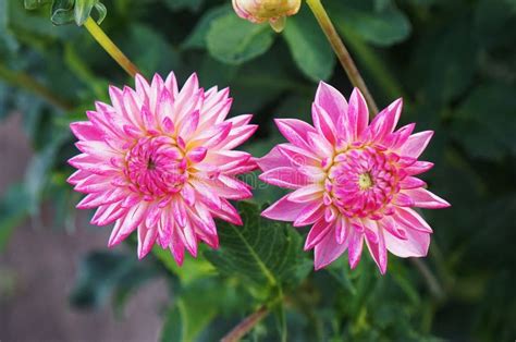 Two Pink Dahlia Blossoms `valley Porcupine` Variety Stock Photo Image