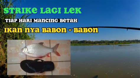 Pecah Rekor Monster Wader Mancing Ikan Wader Teknik Dasaran Dan