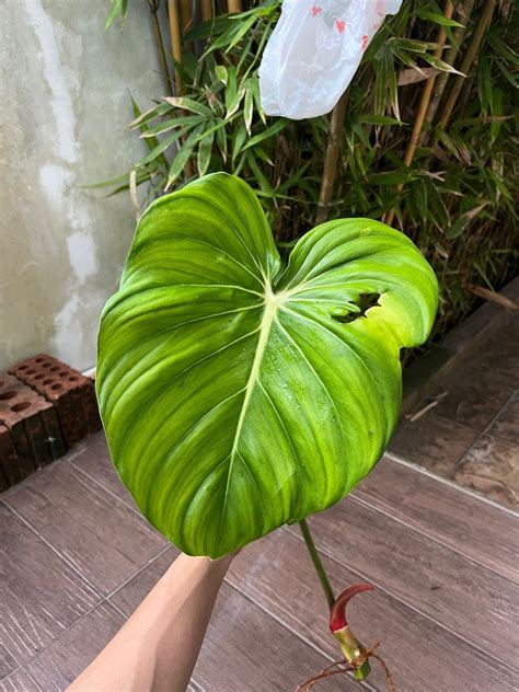 Philodendron Dean Mcdowell Potted Furniture Home Living Gardening