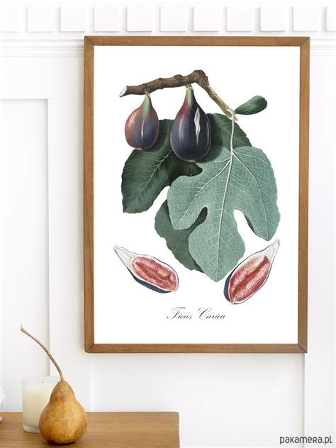 Plakat Botaniczna Ilustracja FIGOWIEC Pakamera Pl