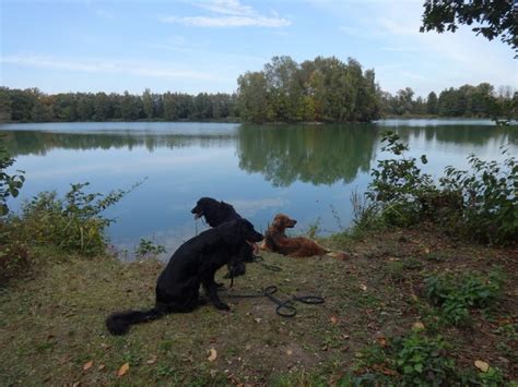 Hundewanderung Und Hundeerziehung Mein Bayerischer Wald