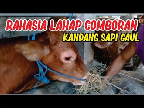 Rahasia Sapi Lahap Comboran Kandang Sapi Gaul Youtube