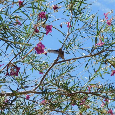 Plant Profile: The Desert Willow Tree | Rick's Hobby Garage