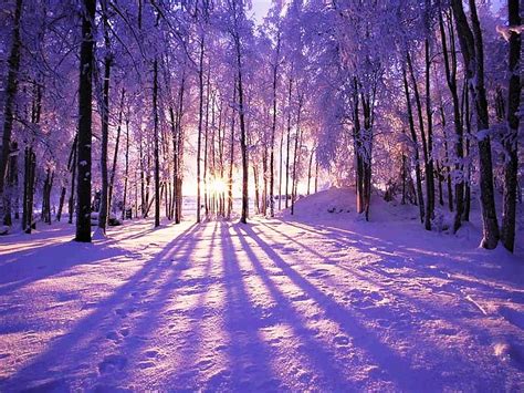 First light of sun, forest, sun, brightness, magic, trees, winter, rays ...