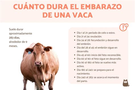 Cuanto Dura El Periodo De Gestacion De Los Labradores