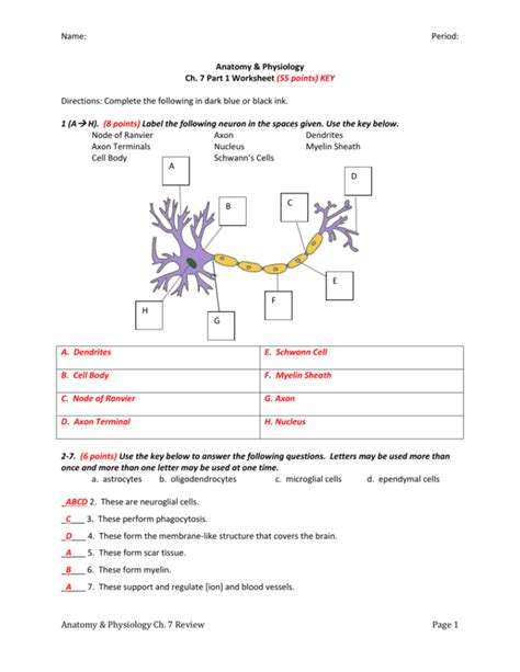 The Anatomy Of A Synapse Worksheet Answers — Db