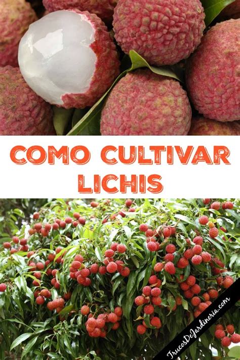 Gu A Completa C Mo Plantar Lichis Y Disfrutar De Esta Ex Tica Fruta En