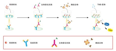 人白细胞介素10（il 10 ）elisa试剂盒价格详情介绍 960化工网 960化工网