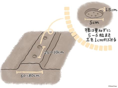 大根の種まきはいつまで？植える時期や間引き頻度などの育て方｜🍀greensnap（グリーンスナップ）