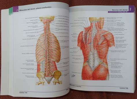 Atlas De Anatomia Humana Netter Pdf Free Peatix