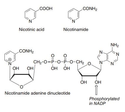 Vitamers And Niacin Equivalents