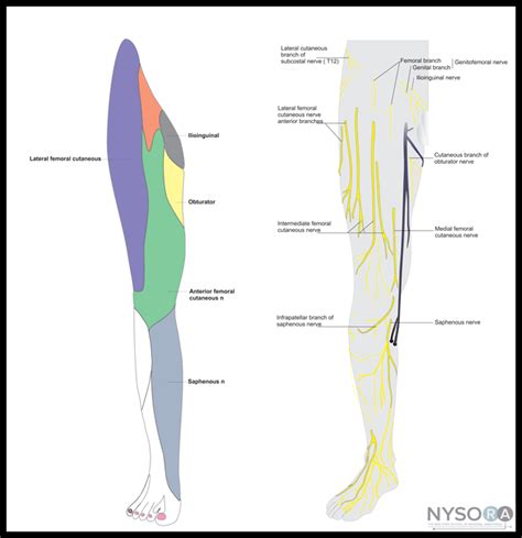 Nerve Pain Femoral Nerve Pain