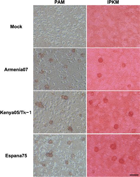 Hemadsorption Assay In Primary Porcine Alveolar Macrophages Pam And