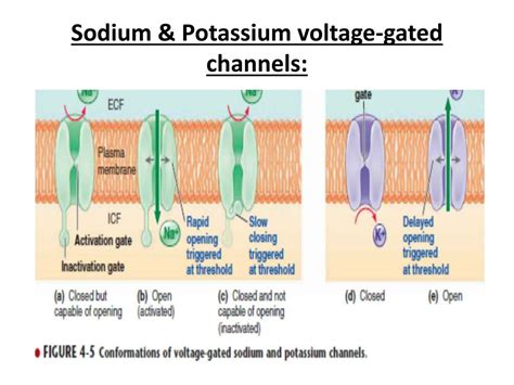 PPT - ACTION POTENTIAL: PowerPoint Presentation, free download - ID:6062787