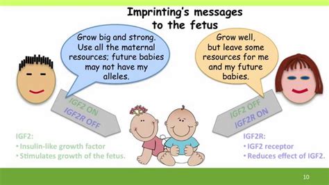 11E - Imprinting - YouTube