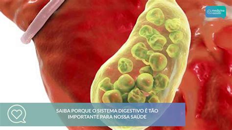 A Importância Da Digestão Para O Nosso Corpo é - FDPLEARN